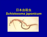 血吸蟲病要重視，查螺滅螺不可少